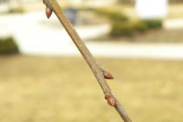 Quercus falcata - Buds