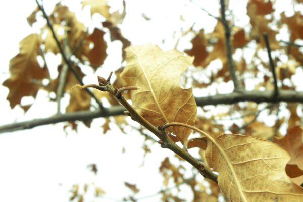 Quercus falcata - Buds and Dried Foliage