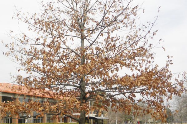 Quercus falcata - Winter Habit