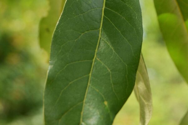 Quercus imbricaria - Leaf