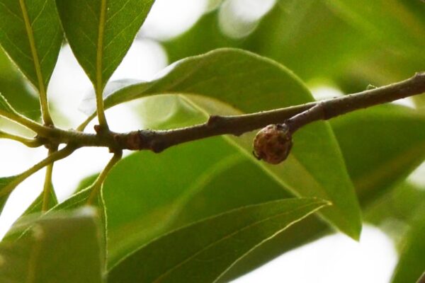 Quercus imbricaria - Immature Fruit