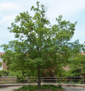 Quercus imbricaria - Overall Tree Habit