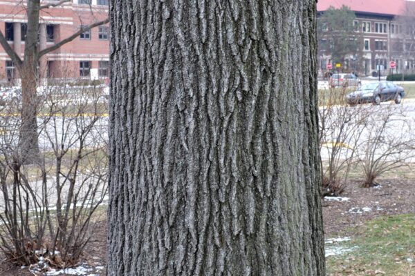 Quercus imbricaria - Bark