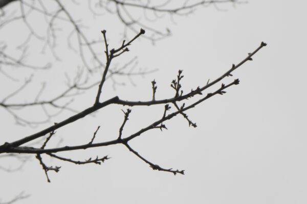 Quercus imbricaria - Buds