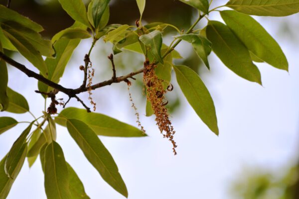 Quercus imbricaria - Flowers