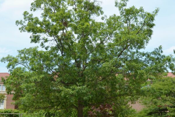 Quercus imbricaria - Overall Tree Habit