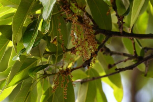 Quercus imbricaria - Flowers and Foliage
