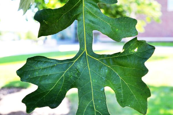 Quercus macrocarpa - Leaf
