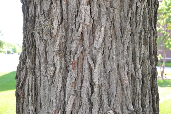 Quercus macrocarpa - Bark