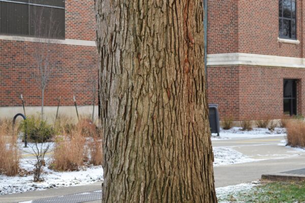 Quercus macrocarpa - Bark