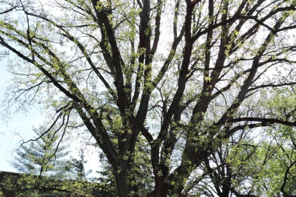 Quercus macrocarpa - Spring Habit