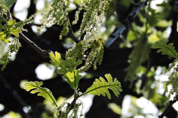 Quercus macrocarpa - Flowers and Foliage