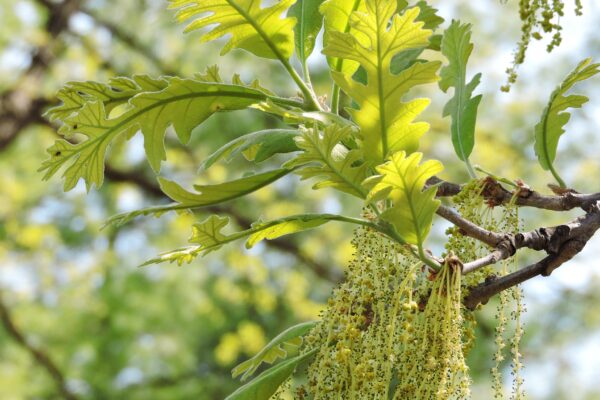 Quercus macrocarpa - Flowers and Foliage