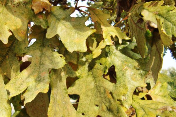 Quercus macrocarpa - Early Fall Foliage