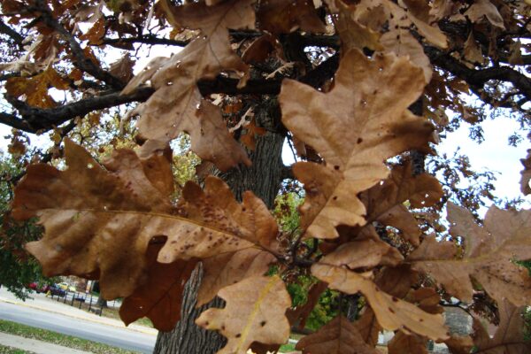 Quercus macrocarpa - Late Fall Foliage