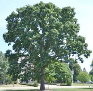 Quercus macrocarpa - Overall Tree in Summer