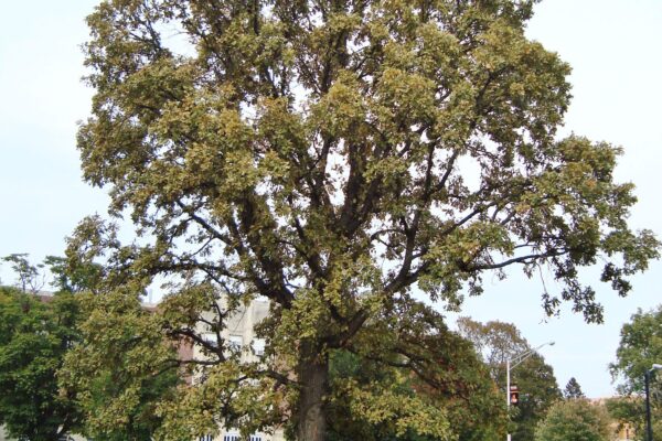 Quercus macrocarpa - Early Fall Habit