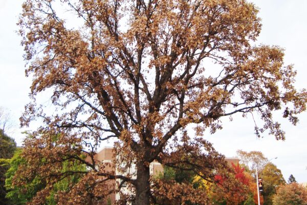 Quercus macrocarpa - Late Fall Habit