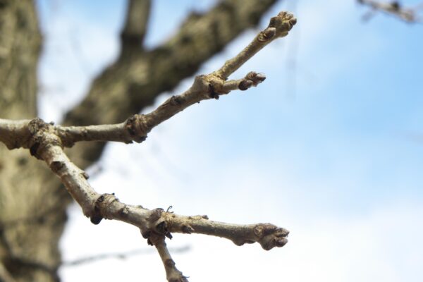 Quercus macrocarpa - Buds