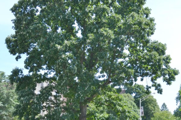 Quercus macrocarpa - Overall Tree in Summer