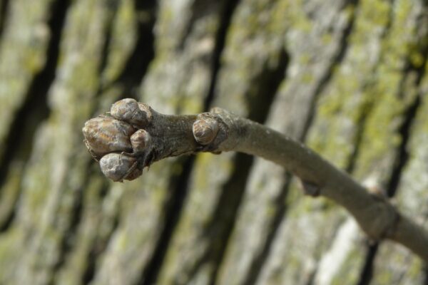 Quercus macrocarpa - Buds