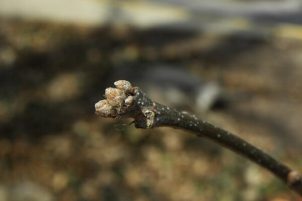 Quercus macrocarpa - Buds