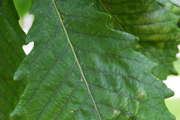 Quercus michauxii - Leaf