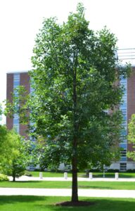 Quercus michauxii - Overall Habit