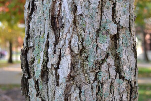 Quercus michauxii - Bark