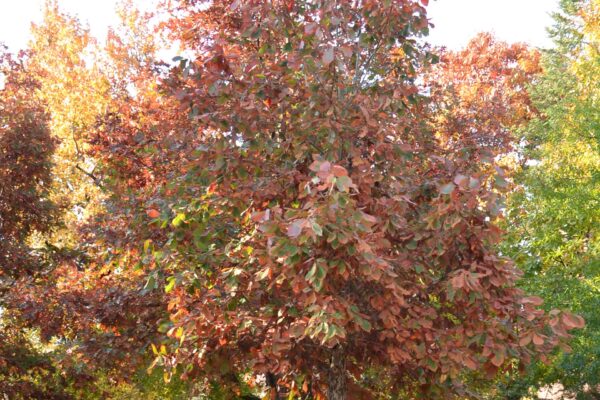 Quercus michauxii - Fall Color