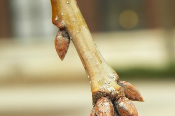 Quercus michauxii - Buds