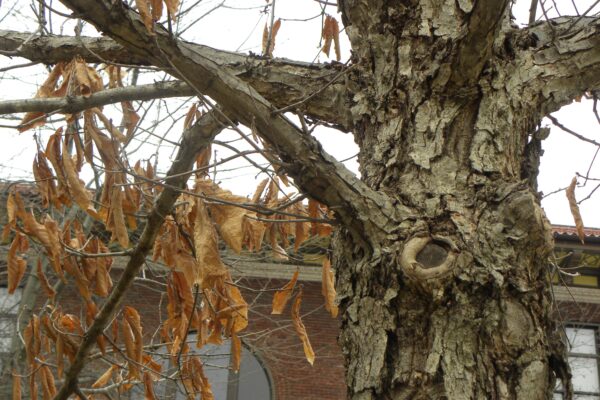 Quercus michauxii - Bark and Old Foliage