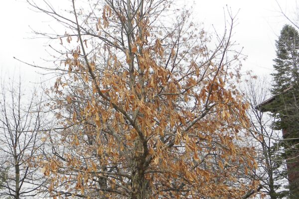 Quercus michauxii - Winter Habit