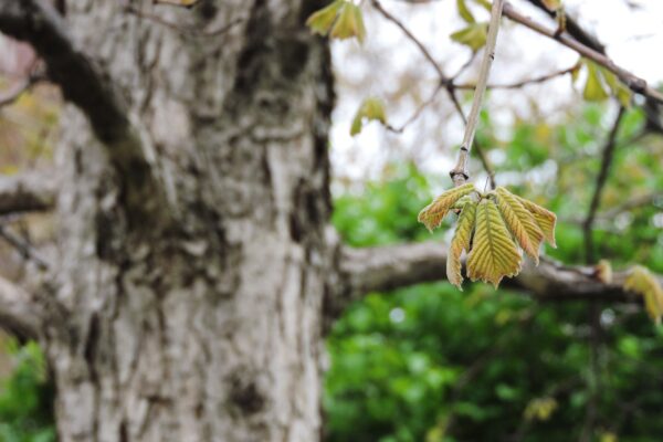 Quercus michauxii - Emerging Leaves and Bark