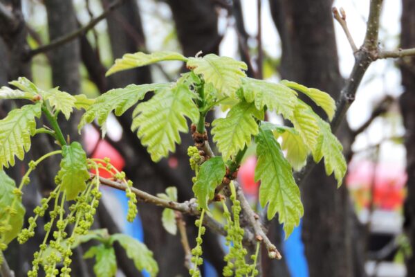 Quercus michauxii - Flowers