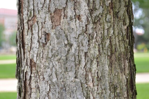 Quercus muehlenbergii - Bark