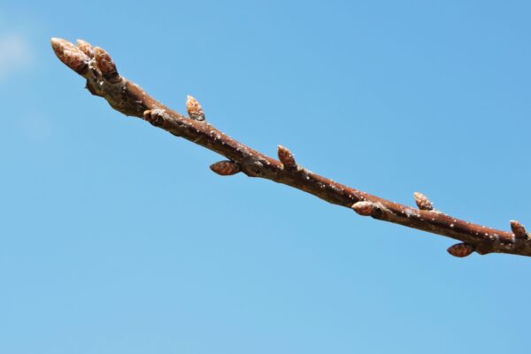 Quercus muehlenbergii - Buds
