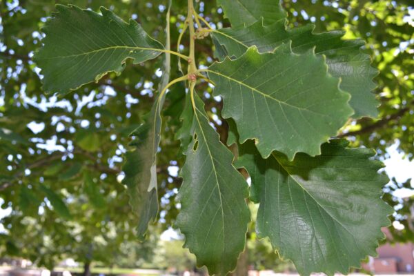 Quercus muehlenbergii - Foliage