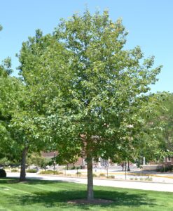 Quercus muehlenbergii - Overall Tree in Summer