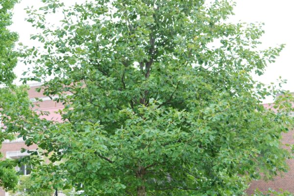 Quercus muehlenbergii - Summer Habit