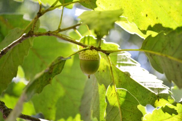 Quercus muehlenbergii - Acorn & Foliage