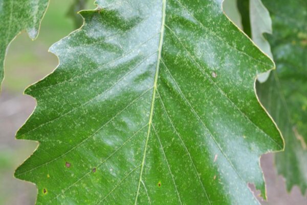 Quercus muehlenbergii - Leaf