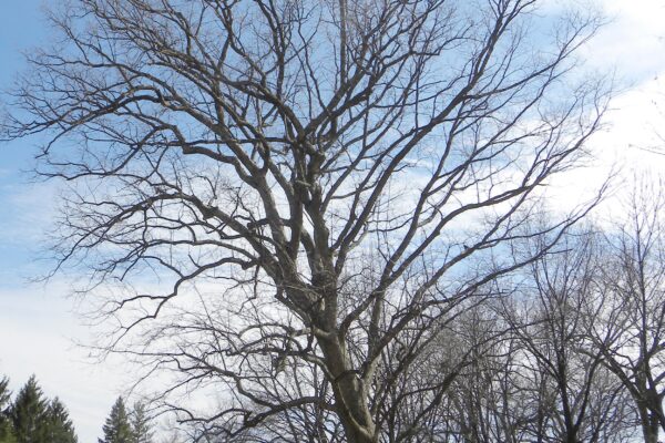 Quercus muehlenbergii - Winter Habit