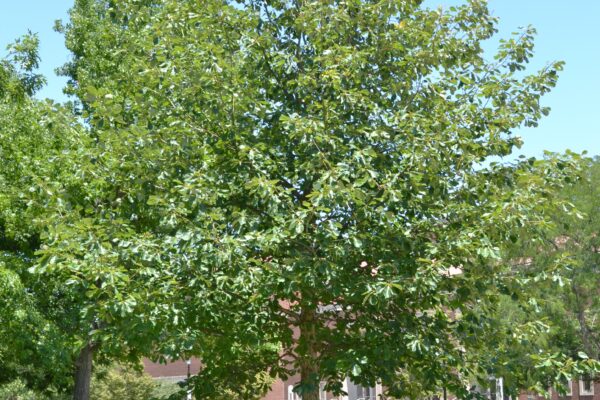 Quercus muehlenbergii - Overall Tree in Summer