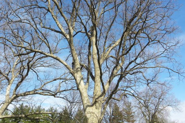 Quercus muehlenbergii - Winter Habit