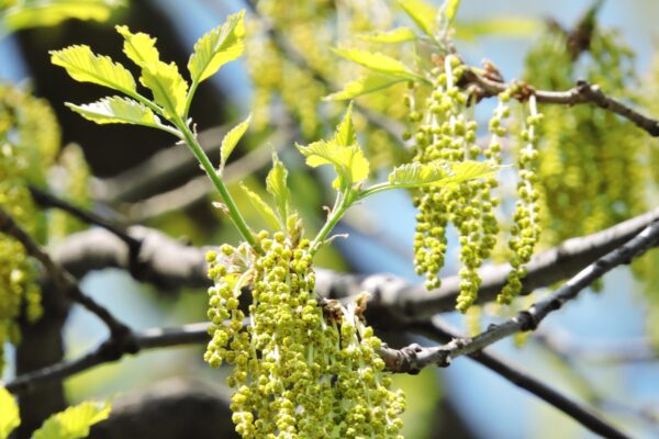 Quercus muehlenbergii - Flowers