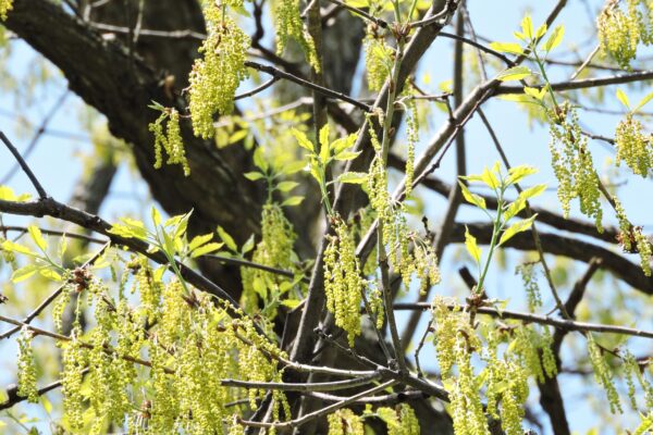 Quercus muehlenbergii - Flowers