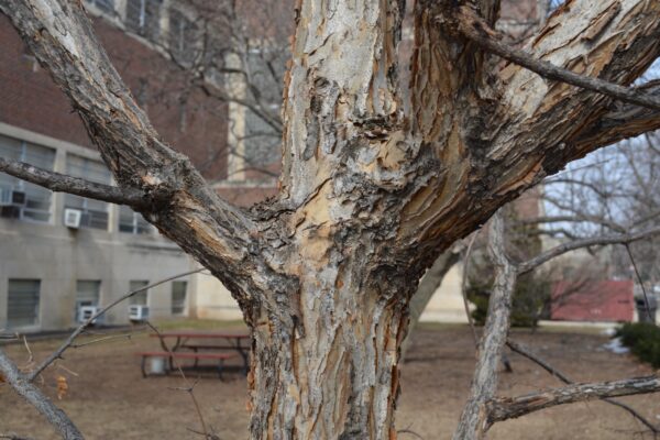 Acer triflorum - Bark