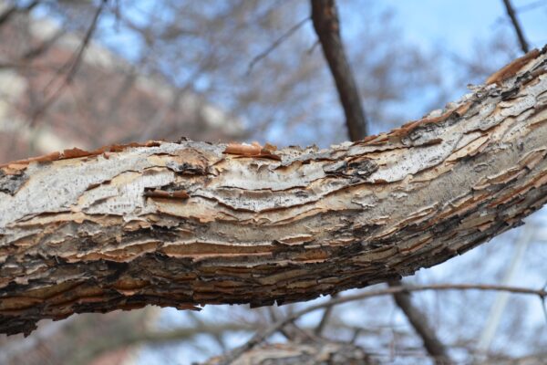 Acer triflorum - Bark