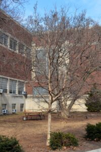 Acer triflorum - Winter Habit